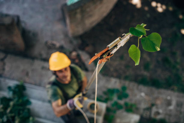 Professional Tree Services in Mclouth, KS