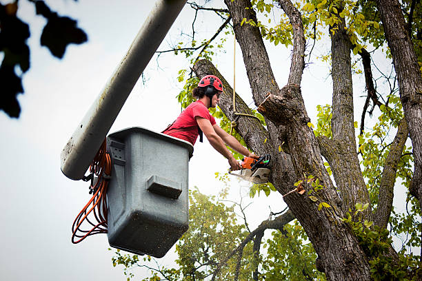 Seasonal Cleanup (Spring/Fall) in Mclouth, KS